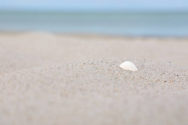 Shell που βρίσκεται στην ακτή μιας παραλίας με λευκή άμμο στο Marielyst, Δανία - Φωτογραφία, εικόνα