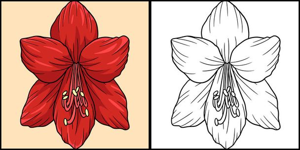 Tato stránka zbarvení ukazuje amaryllis květiny. Jedna strana ilustrace je barevná a slouží jako inspirace pro děti. - Vektor, obrázek