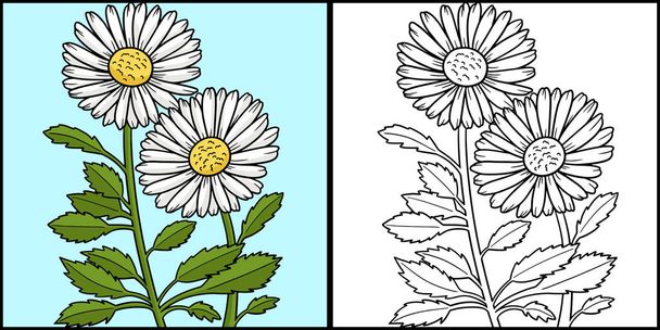 На цій сторінці розмальовки зображена ромашкова квітка Leucanthemum. Одна сторона цієї ілюстрації розфарбована і слугує натхненням для дітей
. - Вектор, зображення