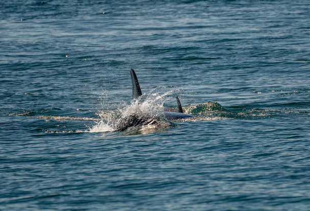 Σκούρο πτερύγιο της φάλαινας όρκα κοπή μέσα από το νερό της Ανάστασης Bay Seward Αλάσκα - Φωτογραφία, εικόνα