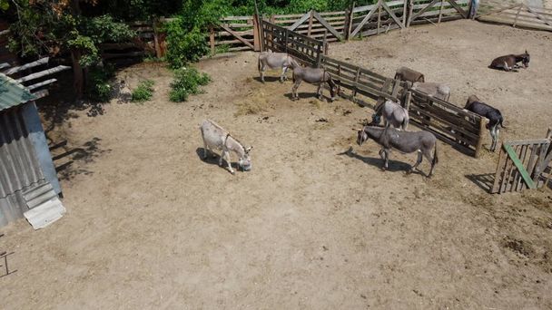 Eselhof. Drohnenflug über viele Esel im Gehege auf dem Eselhof an sonnigen Tagen. Landwirtschaftliche Haustiere im Dorf. Viehherden und Haustiere grasen im Sommer auf der Koppel - Foto, Bild