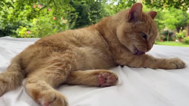 Super ładny czerwony kot liżący się po całym ciele, aby wyczyścić swoje futro leżąc zrelaksowany. łóżko pod olbrzymim dębem w cieniu.  - Materiał filmowy, wideo