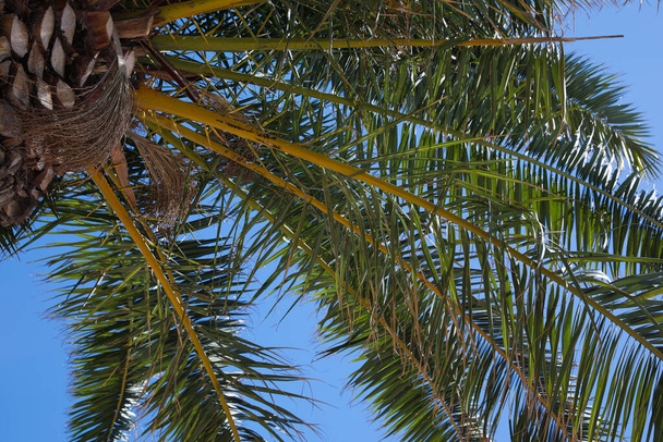 Beautiful palm tree with green leaves against clear blue sky, bottom view - Фото, зображення