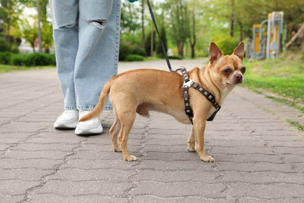 Owner walking with her chihuahua dog in park, closeup - Foto, Bild