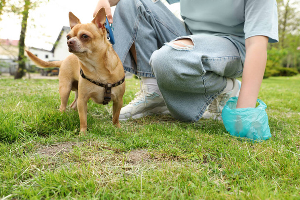 Woman picking up her dog's poop from green grass in park, closeup - Valokuva, kuva