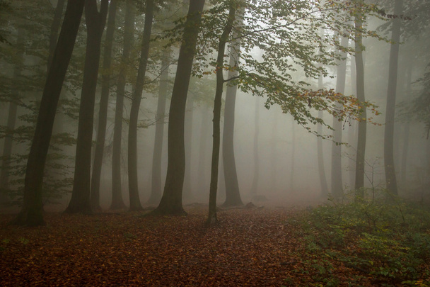 floresta nebulosa
 - Foto, Imagem