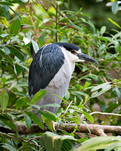 Black-crowned Night Heron perched on a branch with foliage background in its environment and habitat looking to the right side. - Photo, image
