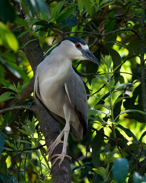 Black-crowned Night Heron bird perched on a branch while exposing its body, head, eye, beak, legs, feet with a blur background and foliage background in its environment and habitat. Heron Picture.  - Fotografie, Obrázek