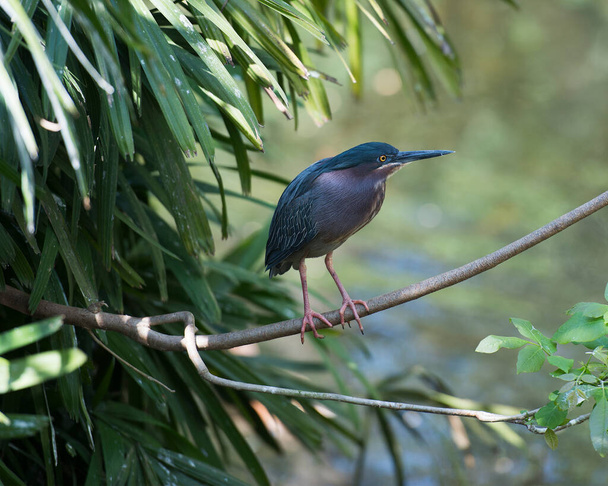 Green Heron perched on a branch displaying body, beak, head, eye, feet with a blur background in its environment and habitat surrounding. Heron Picture. - Fotó, kép