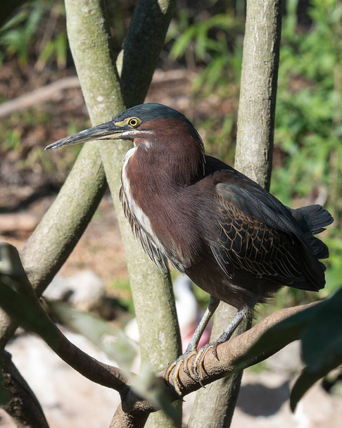 Green Heron close-up profile view, perched on a branch displaying body, beak, head, eye, feet with a blur background in its environment and surrounding. Heron Picture. - Fotoğraf, Görsel