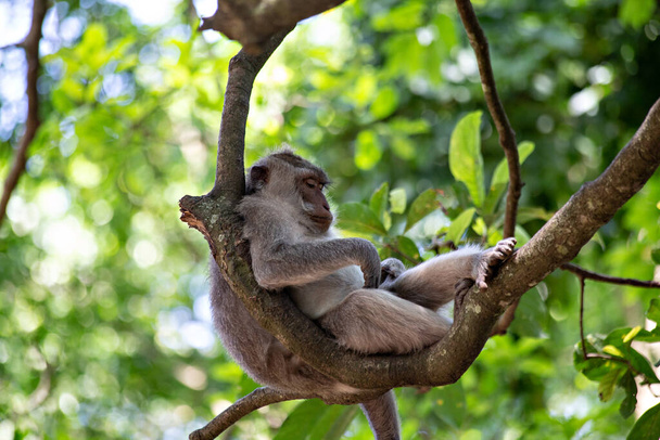 Cute funny monkey chilling in the Monkey Forest in Ubud, Bali - Photo, Image
