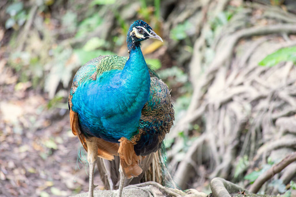 Closeup shot of peacock in natural habitat - Photo, Image