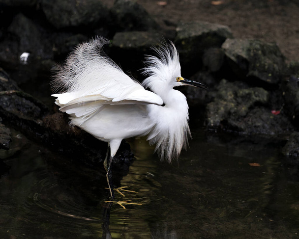 Snowy Egret da vicino in piedi in acqua con le sue ali spiegate, e morbide piume, becco, nel suo ambiente e habitat con uno sfondo nero a contrasto. Ritratto di grinta. - Foto, immagini