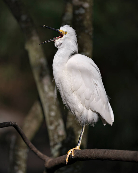 Snowy Egret close up profile view perched and shouting, singing, displaying white plumage, in its environment and habitat with a blur background. Egret Picture. - Foto, Imagen