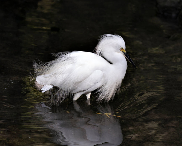 Snowy Egret close up standing in the water with its spread wings, and fluffy feathers, beak, in its environment and habitat with a black contrast background. Egret Picture.  - Foto, Imagem
