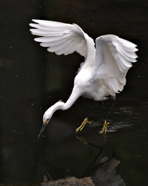 Snowy Egret close-up profile view in the water with spread wings with a water background, displaying spread wings, head, beak, eye, fluffy plumage, yellow feet in its environment and habitat. Egret Portrait. - Fotografie, Obrázek