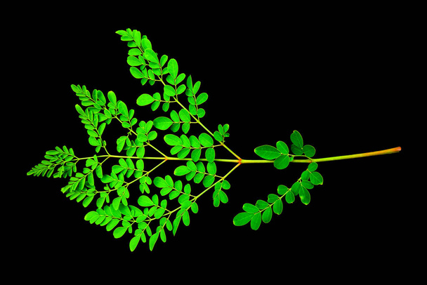 Bladeren van Moringa oleifera op donkere achtergrond. De bladeren bouwen een veerachtig blad van tripinnate bladeren op. - Foto, afbeelding