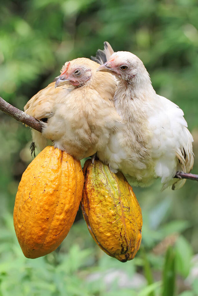 Deux poussins sont perchés sur une branche de cacaoyer. Focus sélectif sur fond vert naturel. Cet animal a le nom scientifique Gallus gallus domesticus. - Photo, image