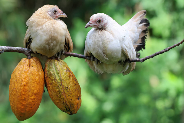 Две цыпочки сидят на ветке какао. Избирательный акцент на естественном зеленом фоне. Это животное имеет научное название Gallus gallus domesticus. - Фото, изображение