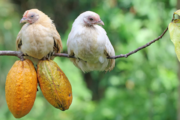 Two chicks are perched on a cocoa tree branch. Selective focus on natural green background. This animal has the scientific name Gallus gallus domesticus. - Valokuva, kuva