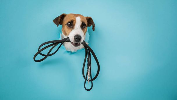 The head of a Jack Russell Terrier dog sticks out through a hole in a paper blue background with a leash in his teeth - Foto, imagen