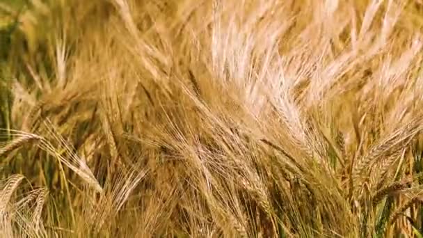 абстрактний золотий фон пшеничного поля з стиглими колосками. Світова криза. голоду
 - Кадри, відео
