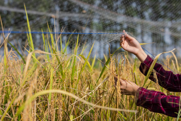 Mujer joven mostrar el producto del desarrollo de la especie en la parcela experimental.orejas perfectas de arroz - Foto, Imagen