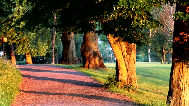 Stoccolma, Svezia Un uomo cammina all'alba nel parco del Djurgarden - Filmati, video