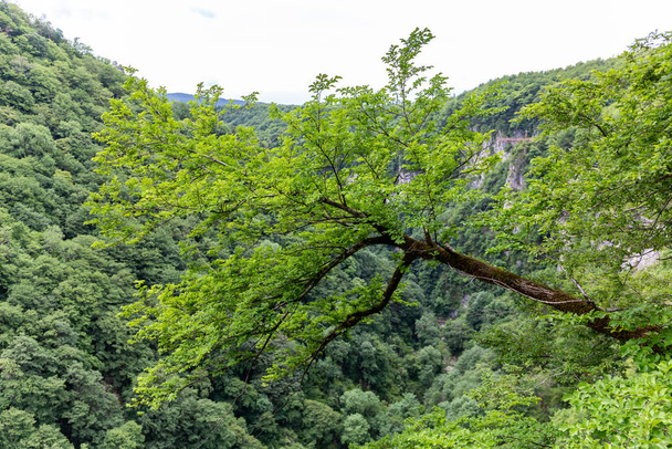 Lonely bent hazel tree (Corylus) hanging over a precipice of Okatse Canyon, Georgia. - Photo, Image