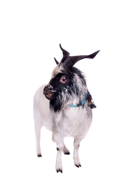 Gray dvarf goat on white - Photo, Image