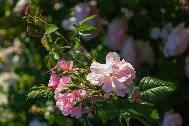 φόντο ροζ τριαντάφυλλο λουλούδια - Φωτογραφία, εικόνα