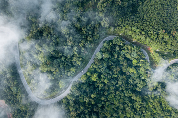 vista de ángulo alto en el bosque verde de la mañana y niebla, vista de ángulo alto - Foto, imagen