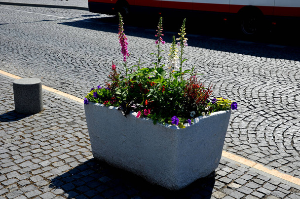 perennial flower beds with annual plantations on the edge of the flower bed in paving on the granite cobblestone town square, stone pillars against the entrance and stone troughs and flower pots plant - Photo, Image