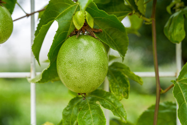 A fruiting passion fruit tree and fruit close-up - Photo, Image