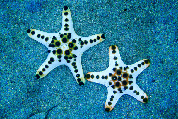 Sea Star, Chocolate Chip Sea Star, Protoreasrer nodosus, Bunaken National Marine Park, Bunaken, North Sulawesi, Indonésia, Ásia - Foto, Imagem