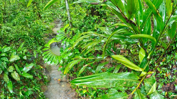 Foresta pluviale tropicale, Parco Nazionale Marino Ballena, Uvita de Osa, Puntarenas, Costa Rica, America Centrale, America - Foto, immagini