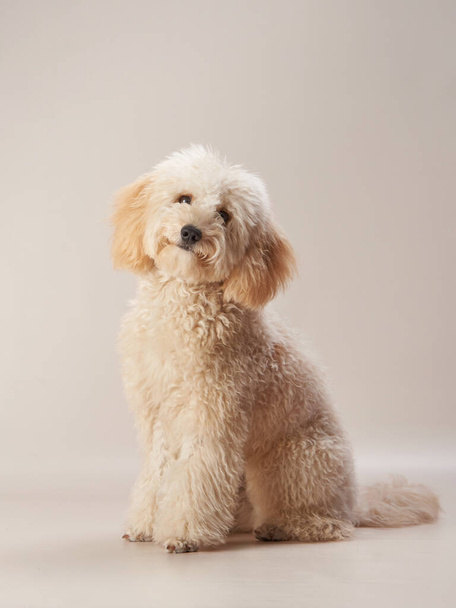  maltipoo on a beige background. curly dog in photo studio. Maltese, poodle - Fotó, kép