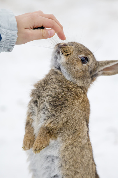 Young girl and cute hare outdoor in the snow - Photo, Image