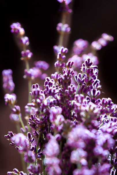 Close-up of lavender flowers, Soft focus on black background - Fotó, kép