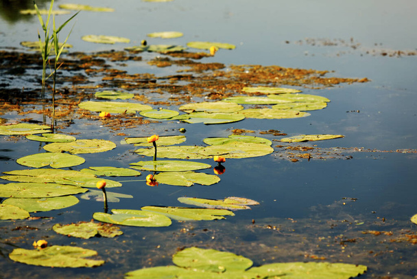 landscape with water lilies on the lake - Zdjęcie, obraz