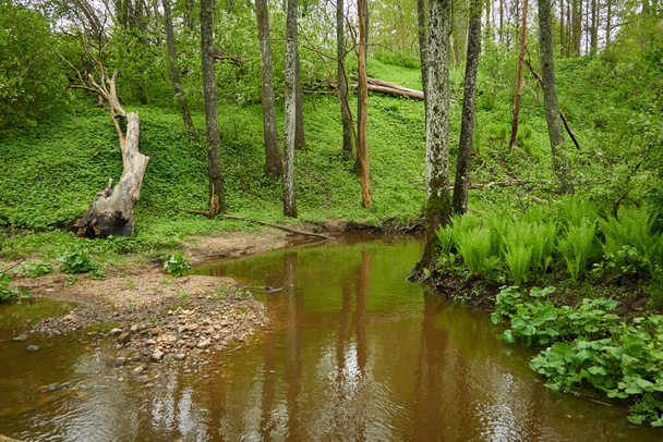 Fluss in einem Waldpark. Bäume, Pflanzen, Moos, Farn, grünes Gras. Reflexionen über Wasser. Frühling, Frühsommer. Umwelt, Klima, Ökologie, Ökosysteme, Natur pur. Idyllische Landschaft - Foto, Bild