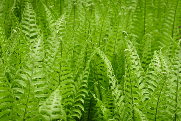 Forest floor of young green fern leaves, close-up. Floral pattern, texture, background. Spring, early summer. Nature, botany, environment, ecology, tropical and rainforest plants, botanical garden - Photo, Image