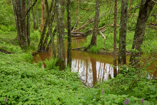Joki metsäpuistossa. Puita, kasveja, sammalta, saniaista, vihreää ruohoa. Heijastuksia vedessä. Kevät, alkukesä. Ympäristö, ilmasto, ekosysteemi, puhdas luonto. Idyllinen maisema - Valokuva, kuva