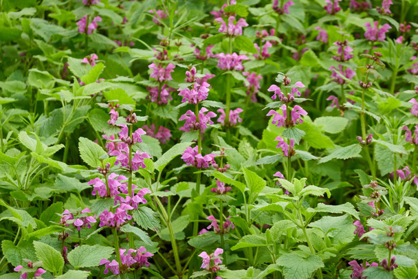 Blooming lawn (meadow) of pink and purple Lamium flowers in a forest park. Spring, early summer. Environment, ecology, ecosystems, pure nature. Idyllic landscape - Photo, Image