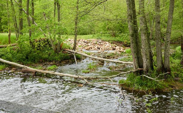 River in a forest park. Trees, plants, green grass. Spring, early summer. Environment, climate, ecology, ecosystems, pure nature. Botanical garden, landscaping design. Panoramic view - Photo, Image