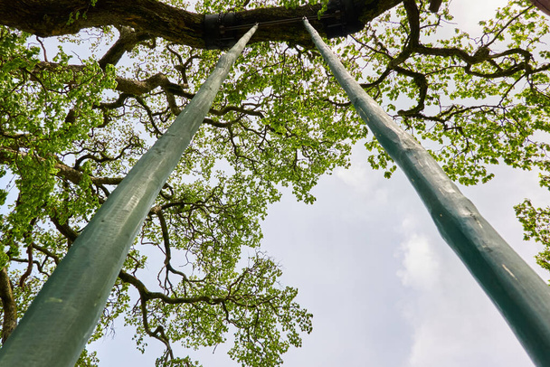 Mächtiger Laubbaum in einem Waldpark. Blick auf eine handgefertigte Holzschaukel, blauer Himmel. Sommerlandschaft. Natur, Umwelt, Ökologie, Ökotourismus, Fernweh-Themen - Foto, Bild