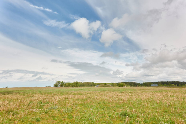 Ανθίζοντας γκαζόν (χωράφι) κοντά στην ακτή της Βαλτικής Θάλασσας. Χόρτο, φυτά, αγριολούλουδα, μοναχικά δέντρα. Ηλιόλουστη μέρα, δραματικός ουρανός. Θερινή αγροτική σκηνή. Πανοραμικό τοπίο. Θέα από αυτοκίνητο - Φωτογραφία, εικόνα