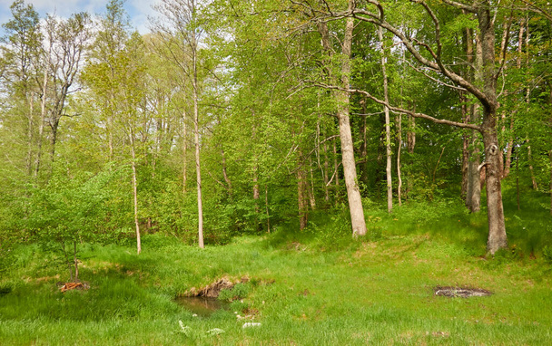 Панорамний вид на зелений лісовий парк в сонячний день. Дерева, рослини. М'яке сонячне світло. Природа, навколишнє середовище, екологія, екотуризм, скандинавська ходьба, дослідження
 - Фото, зображення