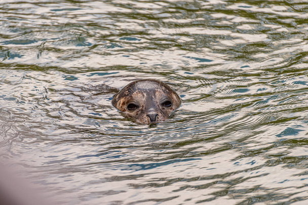 Harbor seal, Phoca vitulina, looking above the surface of the water. - Photo, Image