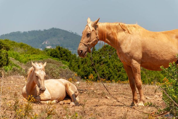 The two Spanish horses resting in the field in Majorca, Spain - Zdjęcie, obraz